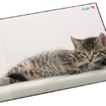 Läufer schrijfonderlegger Katten grijs, 400 x 530 mm