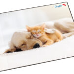 Läufer schrijfonderlegger kat en hond, 400 x 530 mm