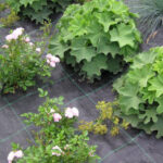 TerCasa anti-worteldoek, 2 x 10 m, zwart