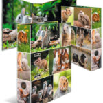 HERMA motiefordner 'Dierenwereld', DIN A4, Knaagdieren