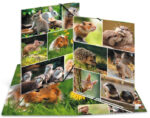 HERMA hoekspanmap 'Knaagdieren', karton, DIN A4