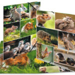 HERMA hoekspanmap 'Knaagdieren', karton, DIN A4