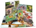 HERMA hoekspanmap 'Inheemse vogels', karton, DIN A4