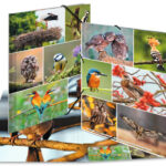 HERMA hoekspanmap 'Inheemse vogels', karton, DIN A4