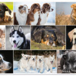 HERMA schrijfonderlegger ´Honden´, 550 x 350 mm