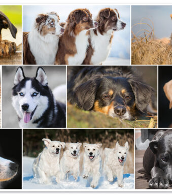 HERMA schrijfonderlegger ´Honden´, 550 x 350 mm