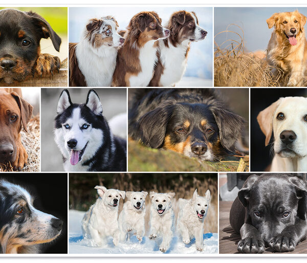 HERMA schrijfonderlegger ´Honden´, 550 x 350 mm