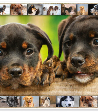 HERMA schrijfonderlegger ´Honden´, 550 x 350 mm