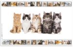 HERMA schrijfonderlegger ´Katten´, 550 x 350 mm