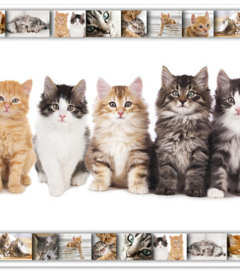 HERMA schrijfonderlegger ´Katten´, 550 x 350 mm