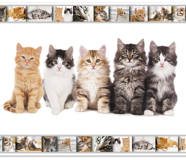 HERMA schrijfonderlegger ´Katten´, 550 x 350 mm