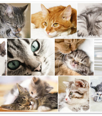 HERMA schrijfonderlegger ´Katten´, 550 x 350 mm