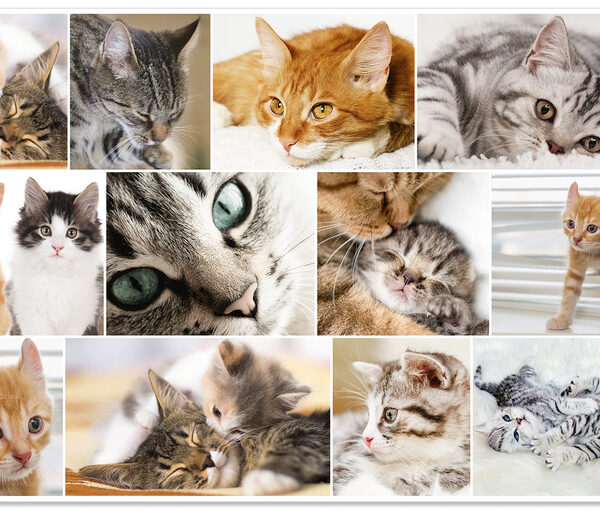 HERMA schrijfonderlegger ´Katten´, 550 x 350 mm