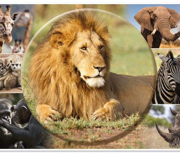 HERMA schrijfonderlegger 'Afrika Dieren', (B)550 x (H)350 mm