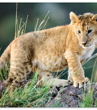 HERMA schrijfonderlegger 'Afrika Dieren', (B)550 x (H)350 mm
