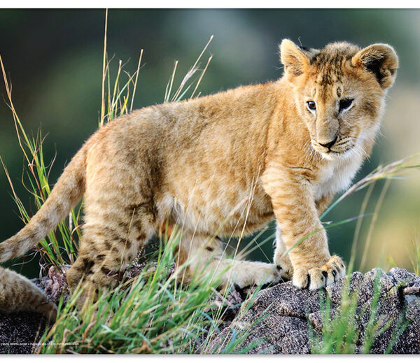 HERMA schrijfonderlegger 'Afrika Dieren', (B)550 x (H)350 mm