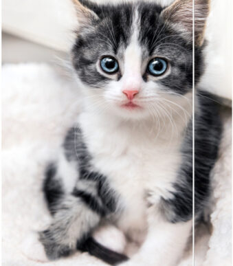 RNK Verlag tekeningenmap ´Katten´, DIN A3