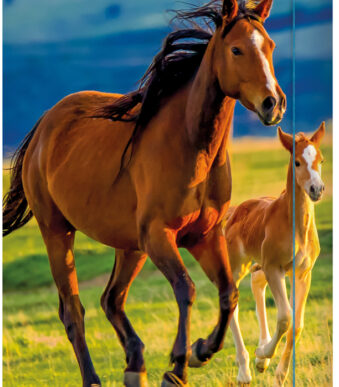 RNK Verlag tekeningenmap 'Free Horses', DIN A3