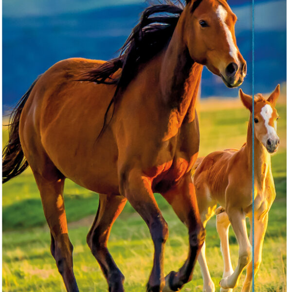 RNK Verlag tekeningenmap 'Free Horses', DIN A3