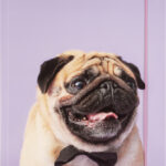 folia tekeningenmap BASIC 'Puggy Love', karton, DIN A3