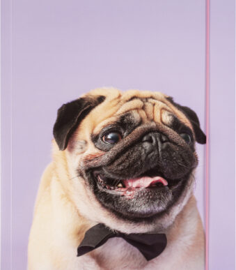 folia tekeningenmap BASIC 'Puggy Love', karton, DIN A3