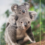 folia tekeningenmap BASIC 'Jungle Cuties', karton, DIN A3