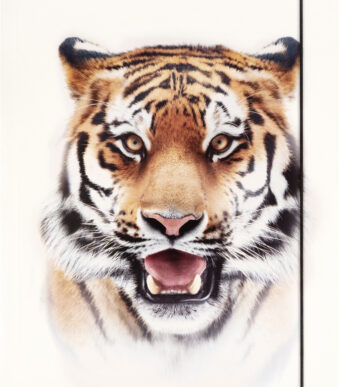 folia tekeningenmap BASIC 'Roaring Tiger', karton, DIN A3