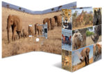 HERMA Motiefordner ´Animals´, DIN A4, 75 mm, Afrika dieren