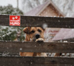 Waarschuwingsstickers 'Pas op hond'