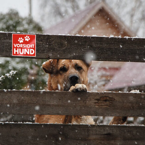 Waarschuwingsstickers 'Pas op hond'