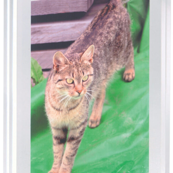 MAUL fotolijst, (B)150 x (D)24 x (H)115 mm, glashelder