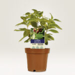 AVERY Zweckform steekkaartjes / plantenstekers, folie, 100 x 20 mm, wit