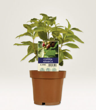 AVERY Zweckform steekkaartjes / plantenstekers, folie, 100 x 20 mm, wit