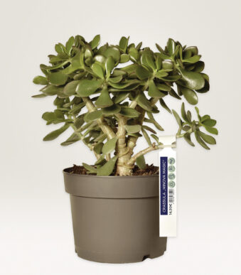 AVERY Zweckform lus-label / insteeklabel, folie, 160 x 17 mm, wit