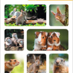 Herma Stickervellen Dieren van de Nacht