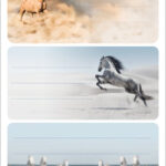 Etikettenboek 'Paarden' met losse blaadjes