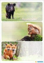 Herma bosetiketjes variabel 'Bosdieren'