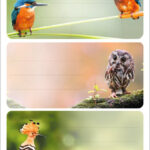 Etiketten voor boeken 'Vogels van hier'