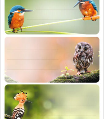 Etiketten voor boeken 'Vogels van hier'