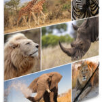 Hoekdrukhoesje 'Afrikaanse dieren', van karton, A4-formaat.