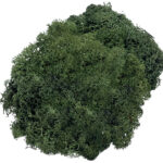 Knorr vlokkige zeewier, 50 g, dennegroen.