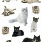 HERMA Stickers Kattenfoto's