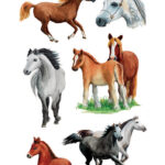 Paardrassenplakkers HERMA Decoratiestickers