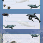 Herma etiketten 'Dolfijnen', 76 x 35 mm