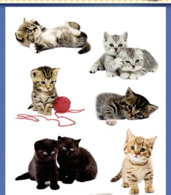 Kinderkleurplaten 'Katjesportretten', gekleurd