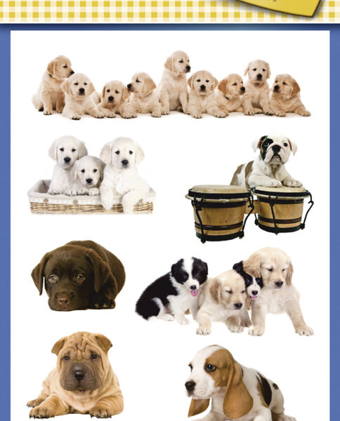 Kinderopplakplaatjes 'Hondenpuppy's', gekleurd