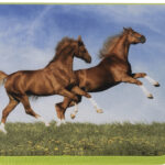 EBERHARD FABER schooletui Paard, 42-delig