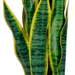 PAPERFLOW kunstplant - sansevieriarank, hoogte 650 mm