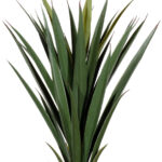 PAPERFLOW kunstplant - yucca, hoogte: 60 cm