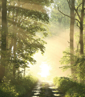 Acrylglazen wanddecoratie 'Bos'